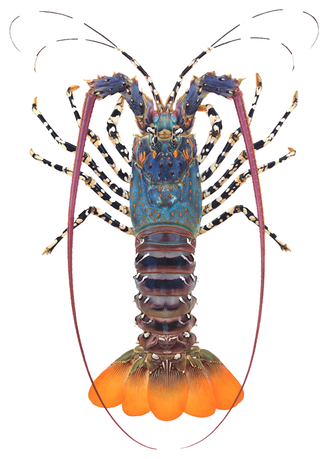 Ornate Spiny Lobster