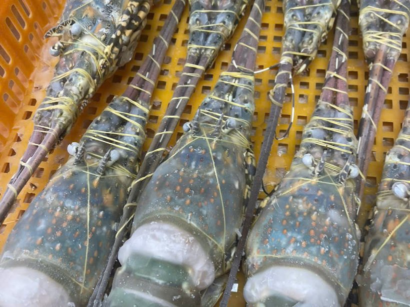 Ice-stunned frozen scalloped lobster