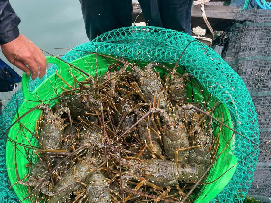 Live lobster