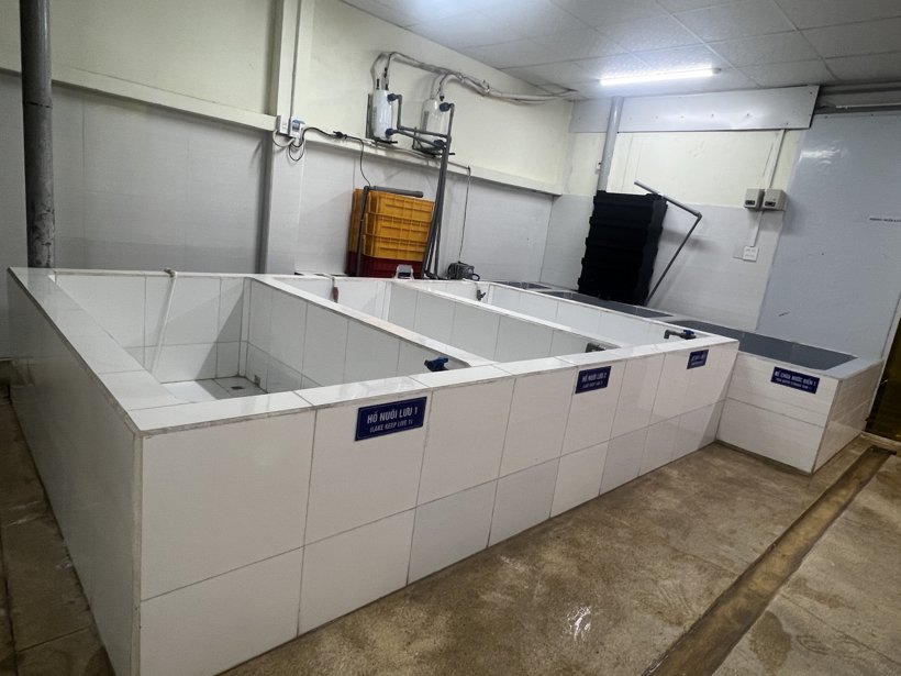 Live lobster holding tanks