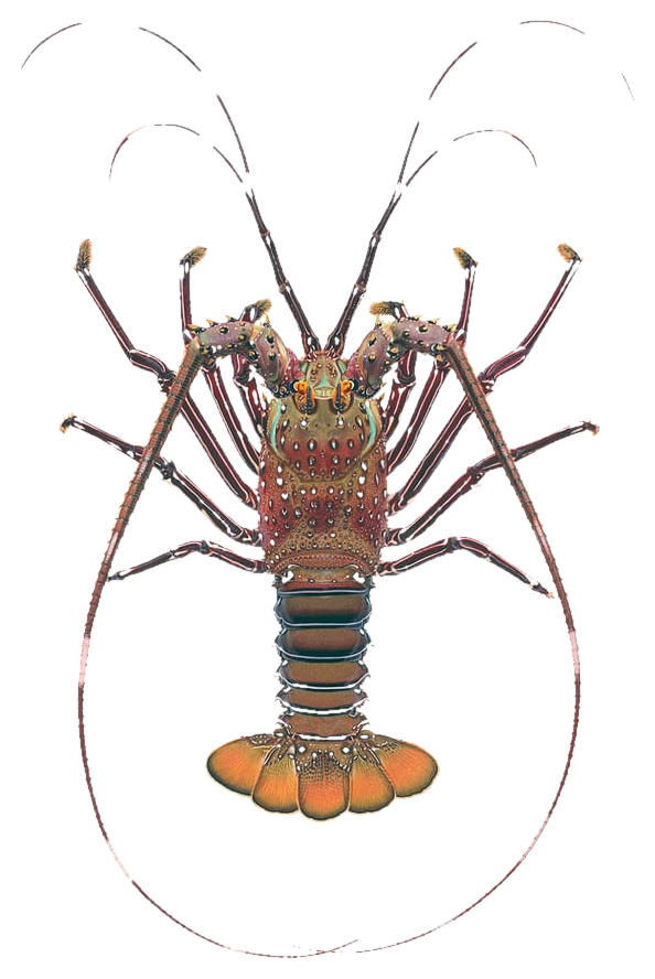 Scalloped Spiny Lobster