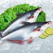 Alternative view of Basa Fish (Pangasius)