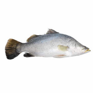 Alternative view of Barramundi
