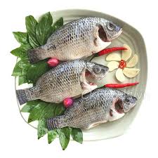 Alternative view of Tilapia